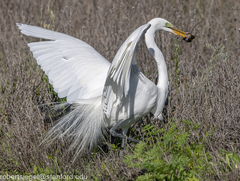 emily renzel wetlands 2024